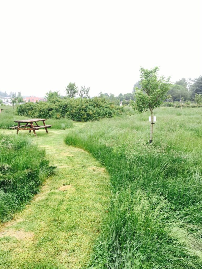 Image montrant un chemin et une zone de détente dessinés par une herbe haute